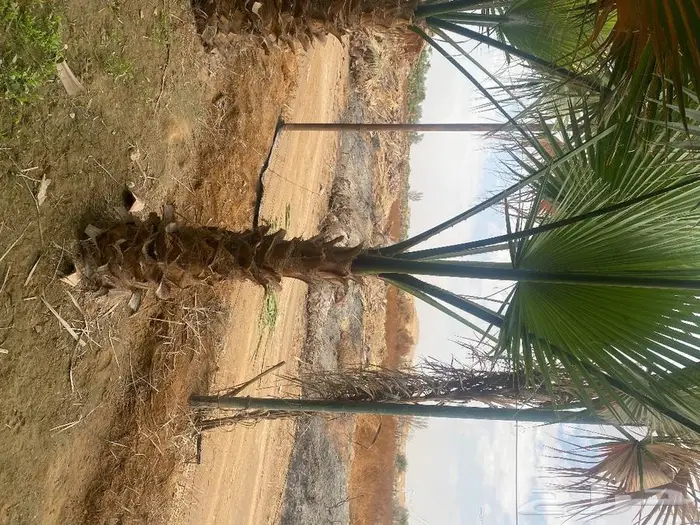 واشنطنيا زينه للبيع 8