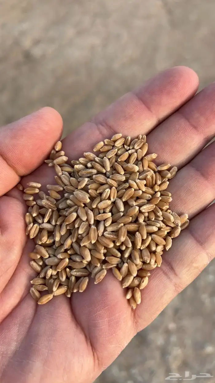 قمح معيه انتاج مزرعتنا 3