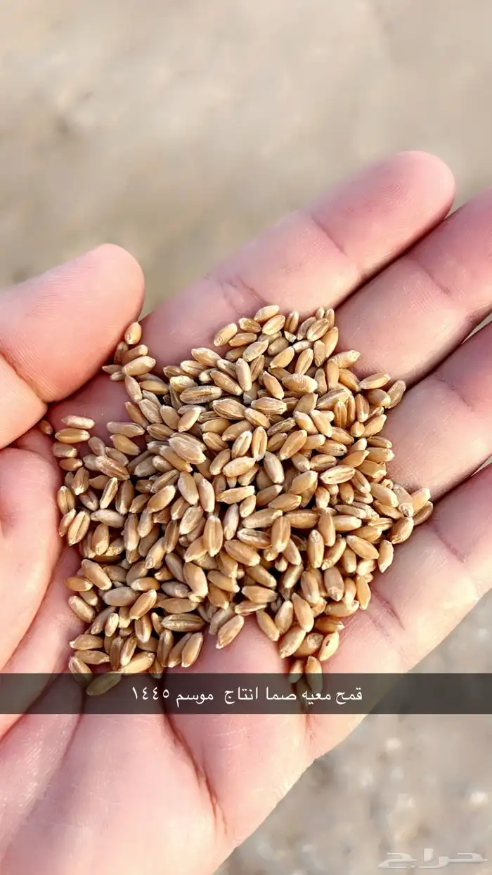 قمح معيه انتاج مزرعتنا 1