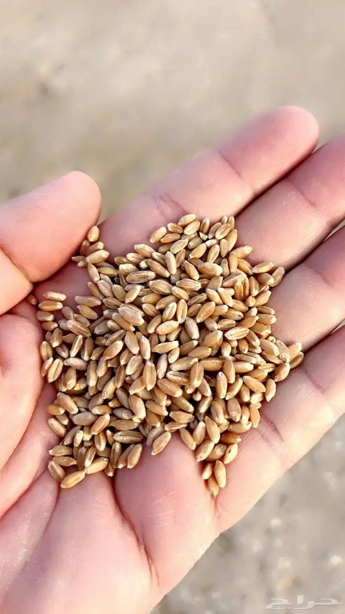 قمح معيه انتاج مزرعتنا 2