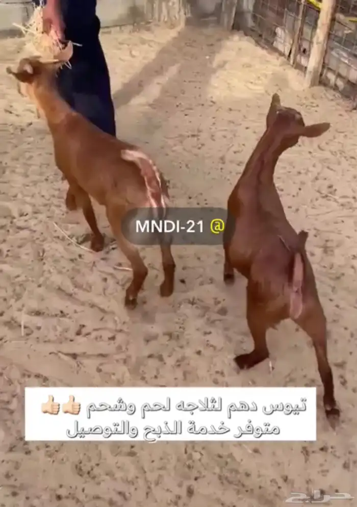 تيوس مع خدمة الذبح والتوصيل الدمام - الخبر 2