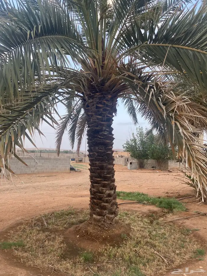 برحي  نبت سيف  هشيشي  سكري 11