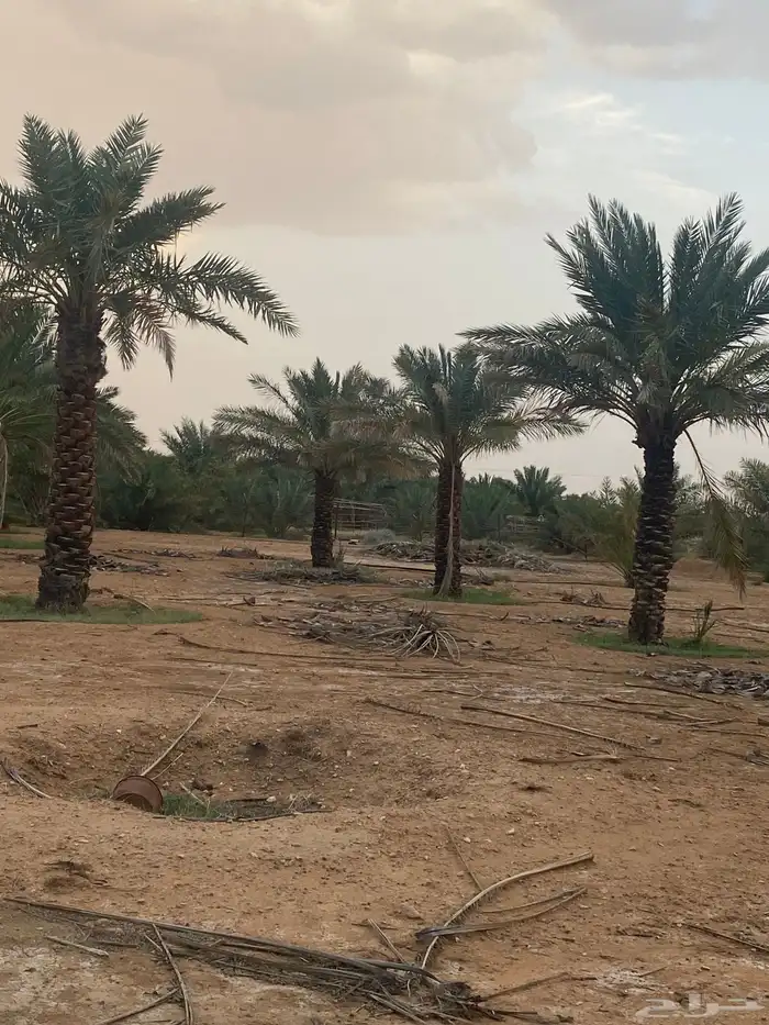 برحي  نبت سيف  هشيشي  سكري 7