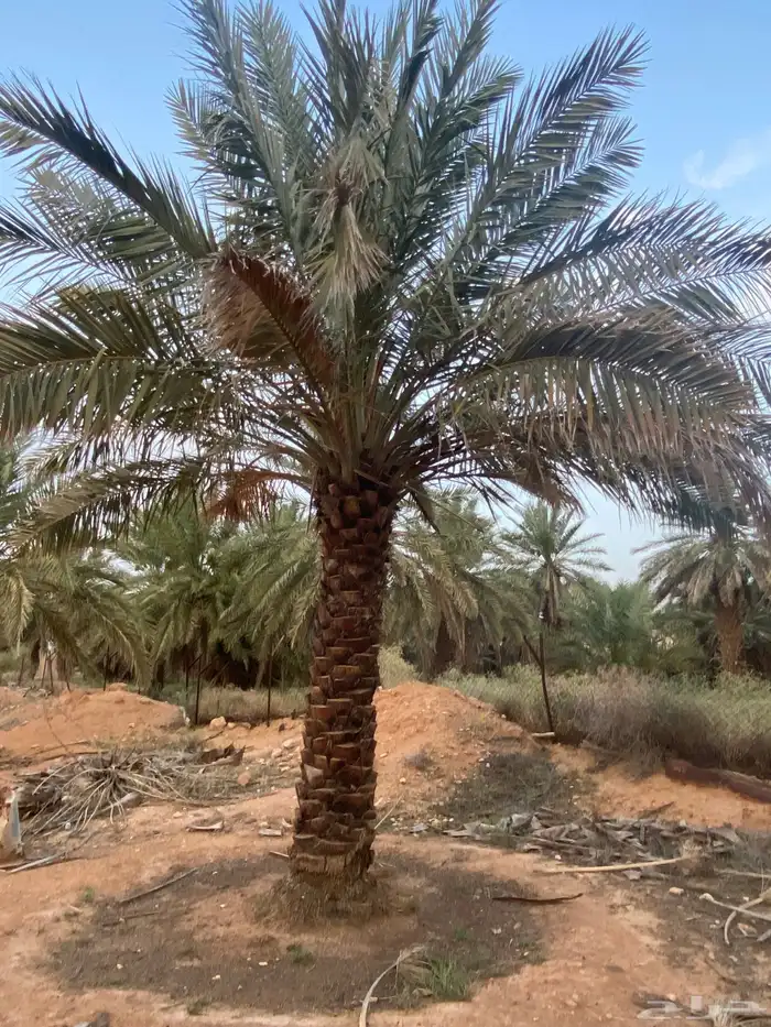 برحي  نبت سيف  هشيشي  سكري 10