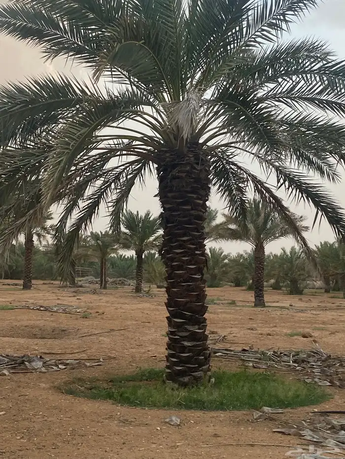 برحي  نبت سيف  هشيشي  سكري 0