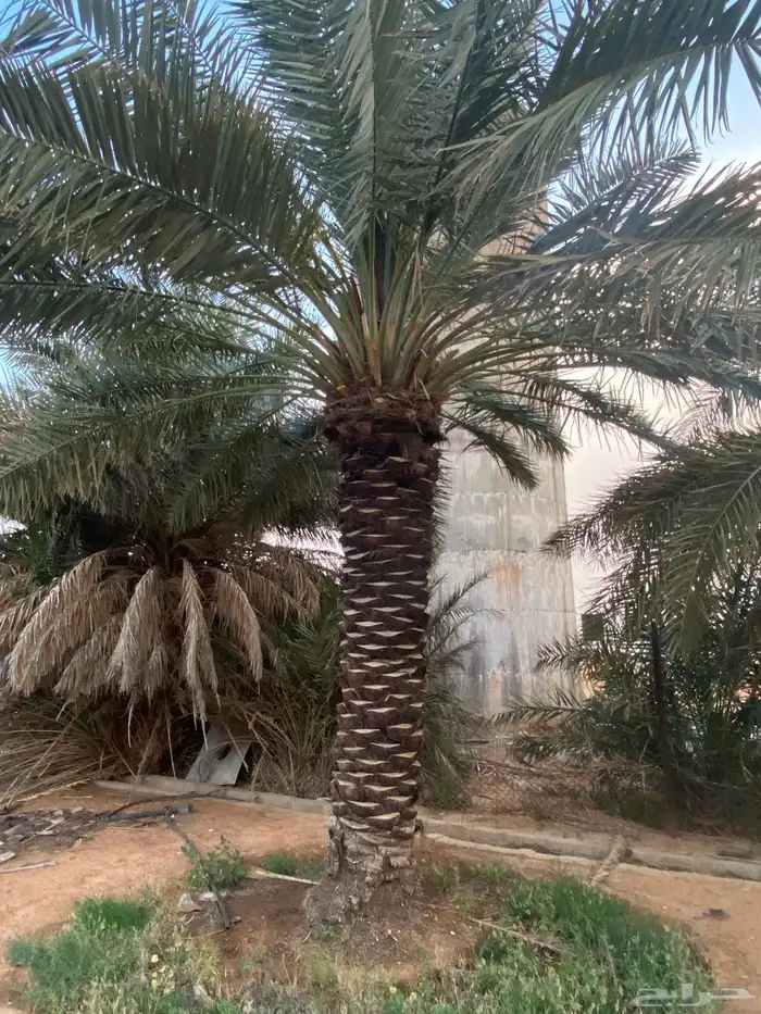 برحي  نبت سيف  هشيشي  سكري 22