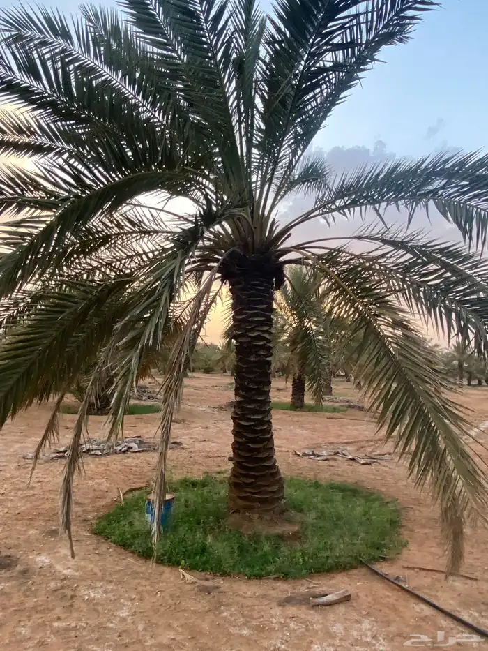 برحي  نبت سيف  هشيشي  سكري 8