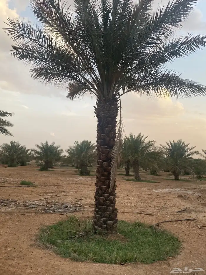 برحي  نبت سيف  هشيشي  سكري 14