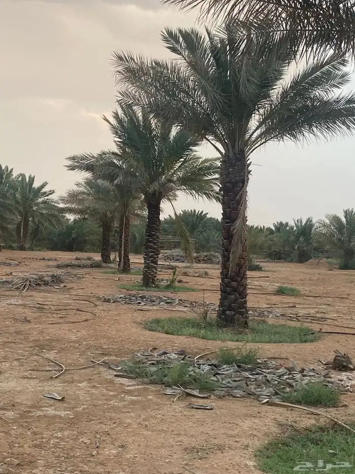 برحي  نبت سيف  هشيشي  سكري 6