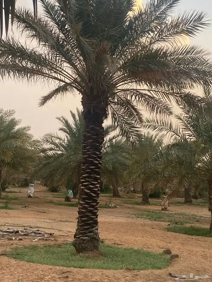 برحي  نبت سيف  هشيشي  سكري 4