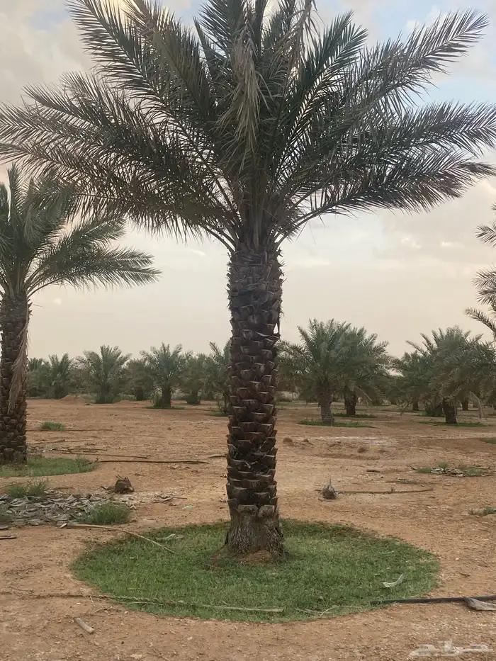 برحي  نبت سيف  هشيشي  سكري 15