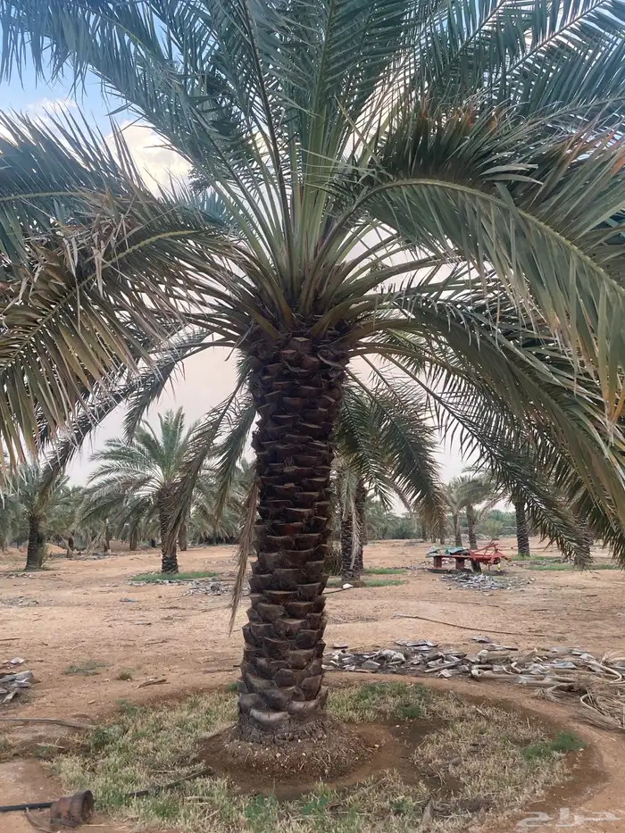 برحي  نبت سيف  هشيشي  سكري 5