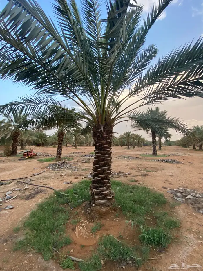 برحي  نبت سيف  هشيشي  سكري 12