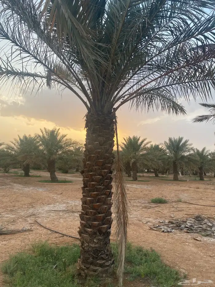 برحي  نبت سيف  هشيشي  سكري 19