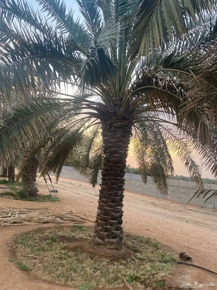 برحي  نبت سيف  هشيشي  سكري 2