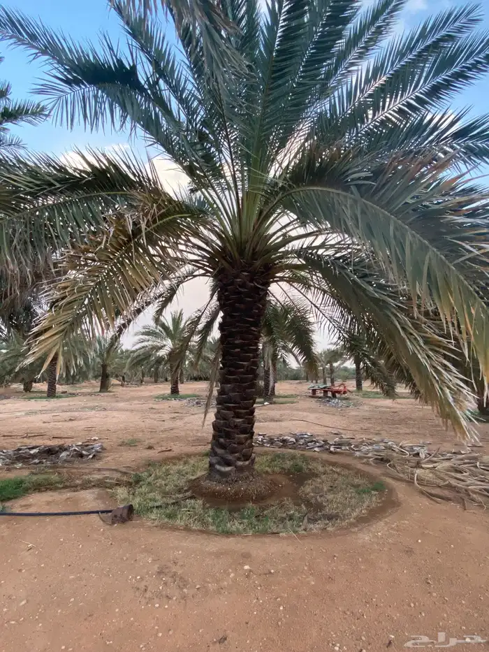 برحي  نبت سيف  هشيشي  سكري 3