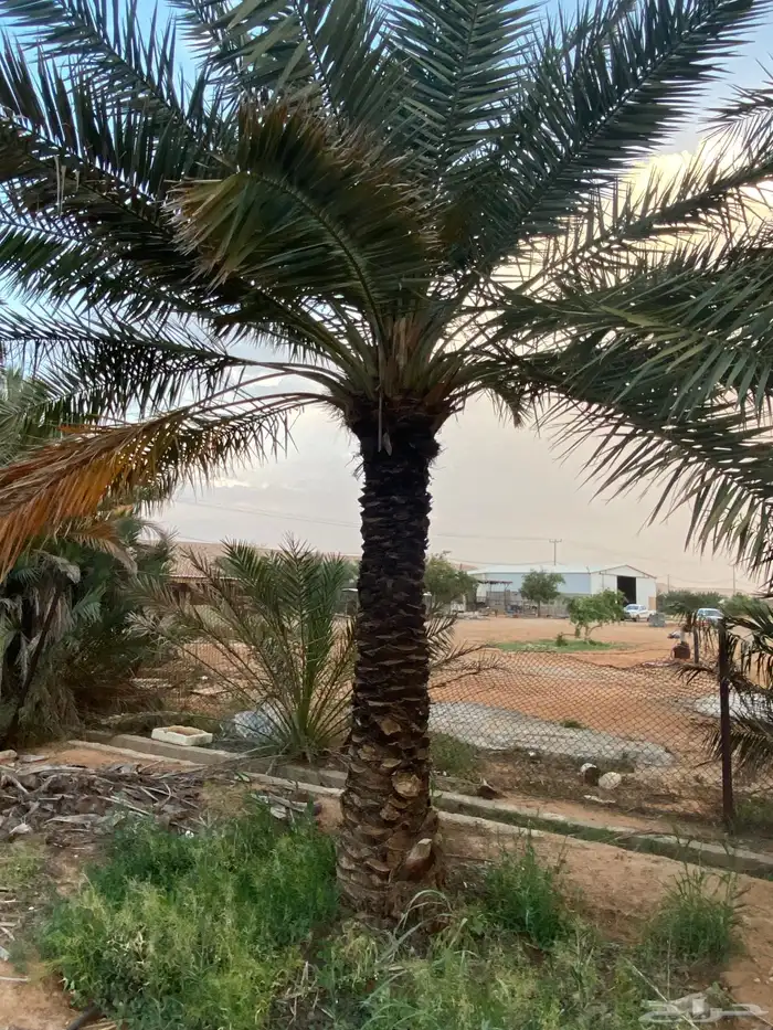 برحي  نبت سيف  هشيشي  سكري 21