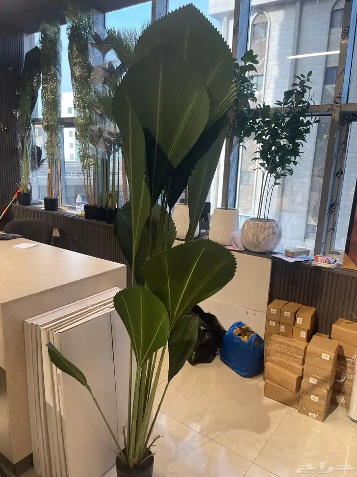 مرايات طويلة ( توصيل مجانا 2