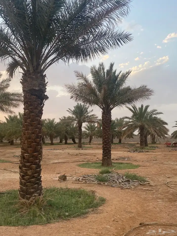 برحي  نبت سيف  هشيشي  سكري 17