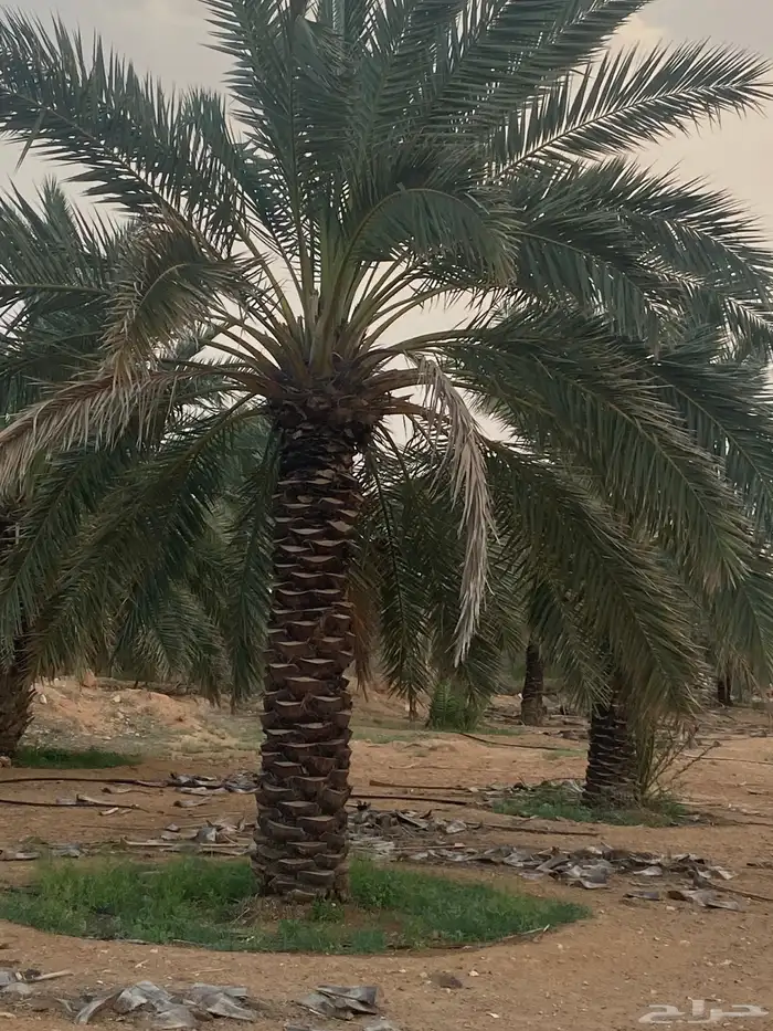 برحي  نبت سيف  هشيشي  سكري 1