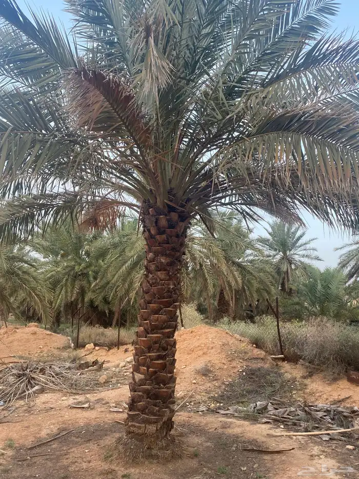 برحي  نبت سيف  هشيشي  سكري 9