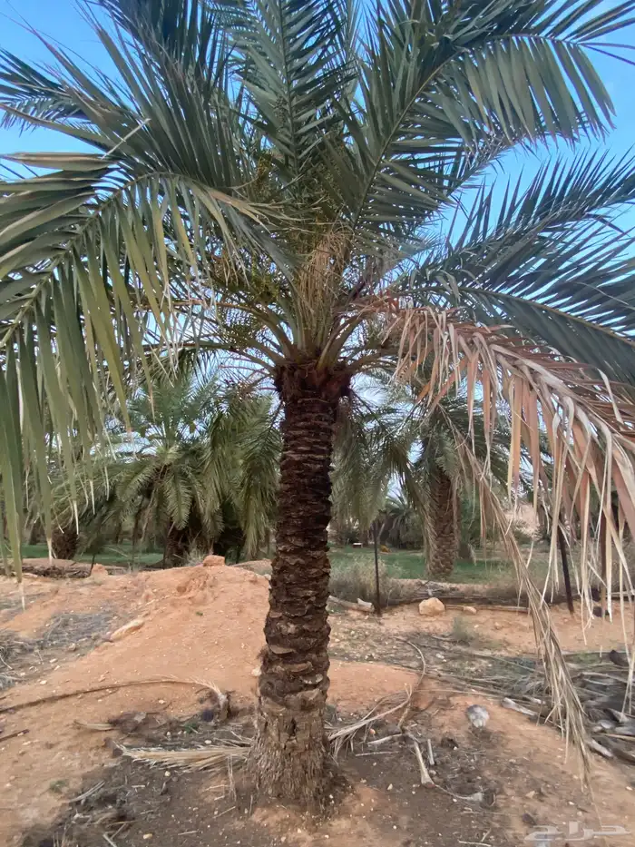 برحي  نبت سيف  هشيشي  سكري 23