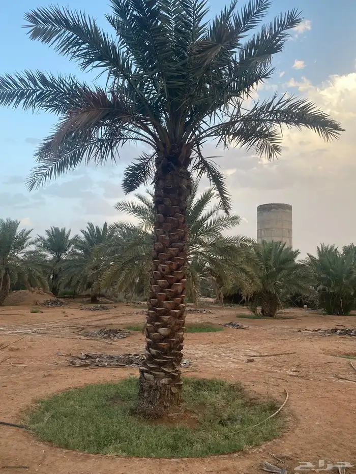 برحي  نبت سيف  هشيشي  سكري 18