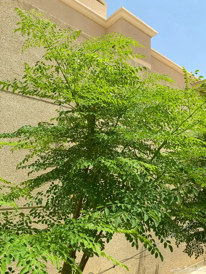 مورينقا اوراق المورينقا ناشفه ورطبه جديده 0