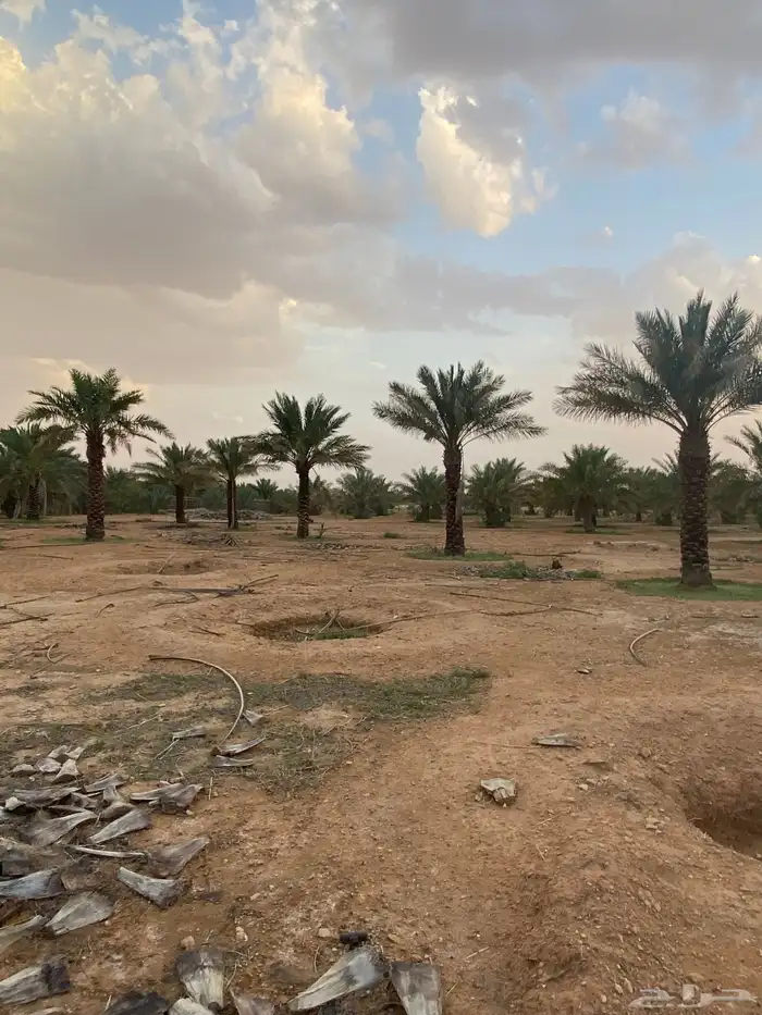 برحي  نبت سيف  هشيشي  سكري 16