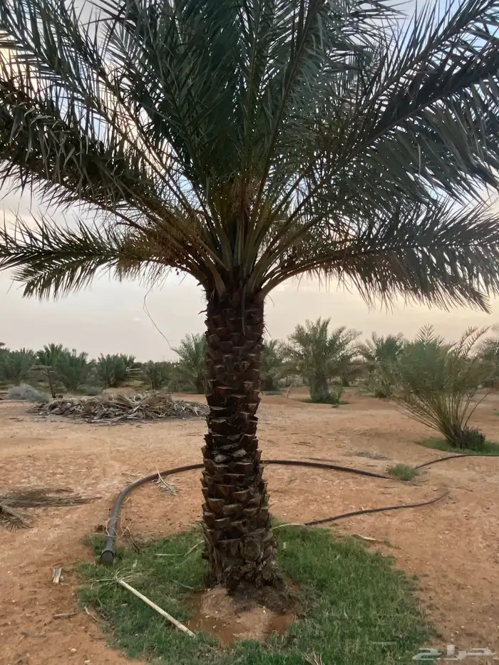 برحي  نبت سيف  هشيشي  سكري 20