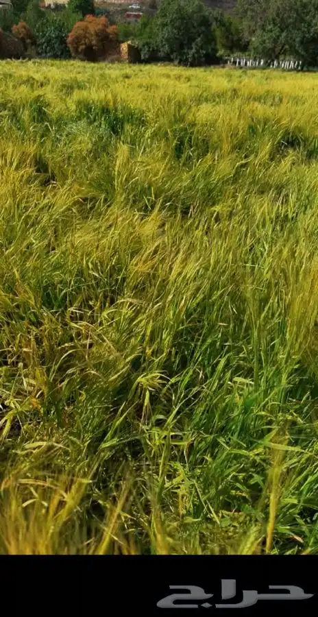 شعير عربي وقمح نجراني فاخر طبيخ وصنيع 1