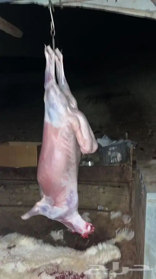 ذبايح ثلاجة وضيوف حريات ونعيم ونجد على الطلب 7