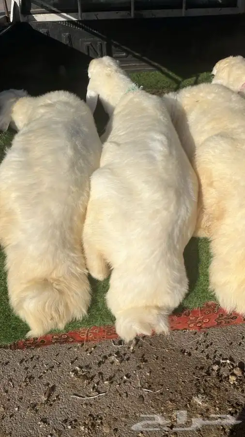 ذبايح ثلاجة وضيوف حريات ونعيم ونجد على الطلب 1