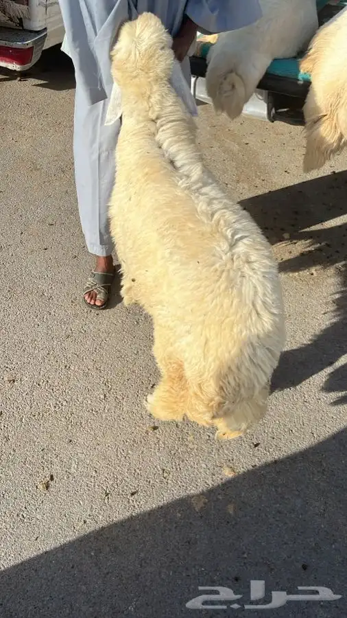 ذبايح ثلاجة وضيوف حريات ونعيم ونجد على الطلب 0