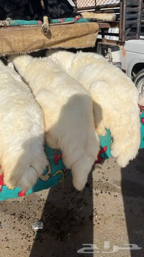 ذبايح ثلاجة وضيوف حريات ونعيم ونجد على الطلب 3