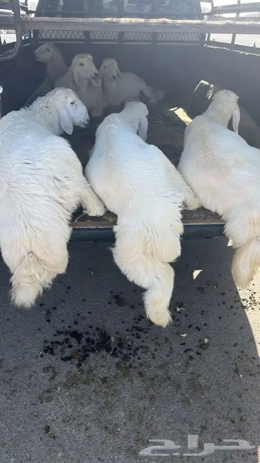 ذبايح ثلاجة وضيوف حريات ونعيم ونجد على الطلب 4