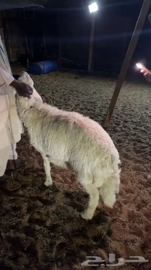 ذبايح ثلاجة وضيوف حريات ونعيم ونجد على الطلب 6