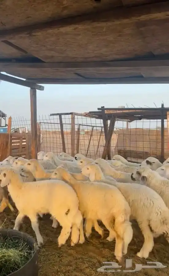 ذبايح ثلاجة وضيوف حريات ونعيم ونجد على الطلب 5