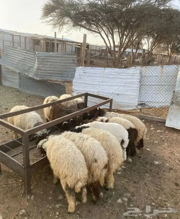 ذبايح ثلاجة وضيوف حريات ونعيم ونجد على الطلب 8