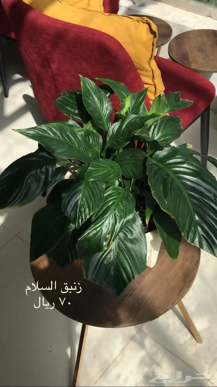 اشجار داخلية نبات داخلي اشجار 3