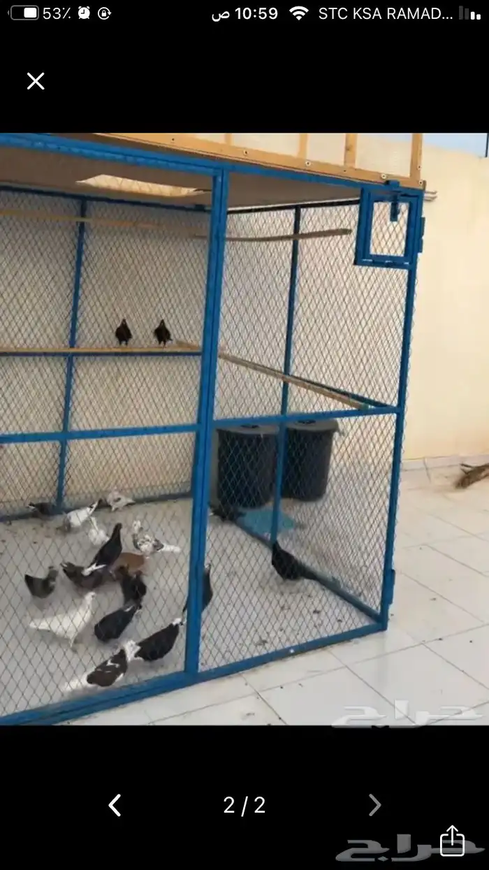 شبك بقلاوه حمام دجاج قطط كلاب 15