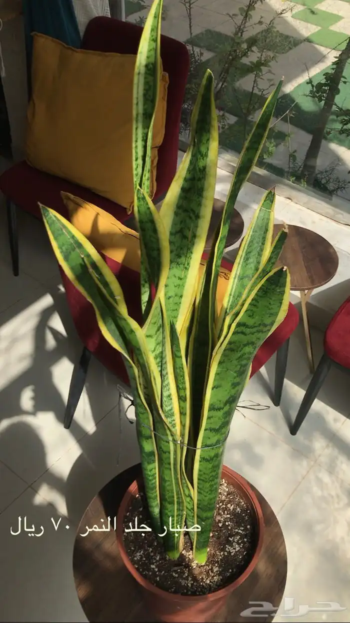 اشجار داخلية نبات داخلي اشجار 1