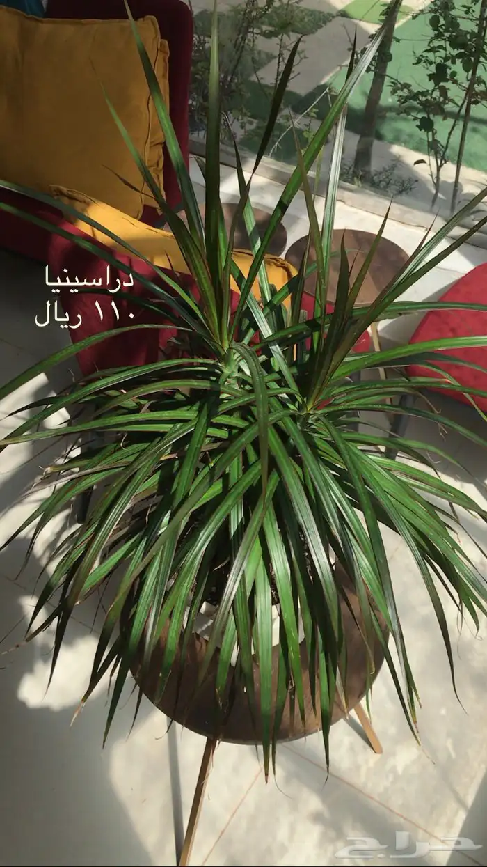 اشجار داخلية نبات داخلي اشجار 5