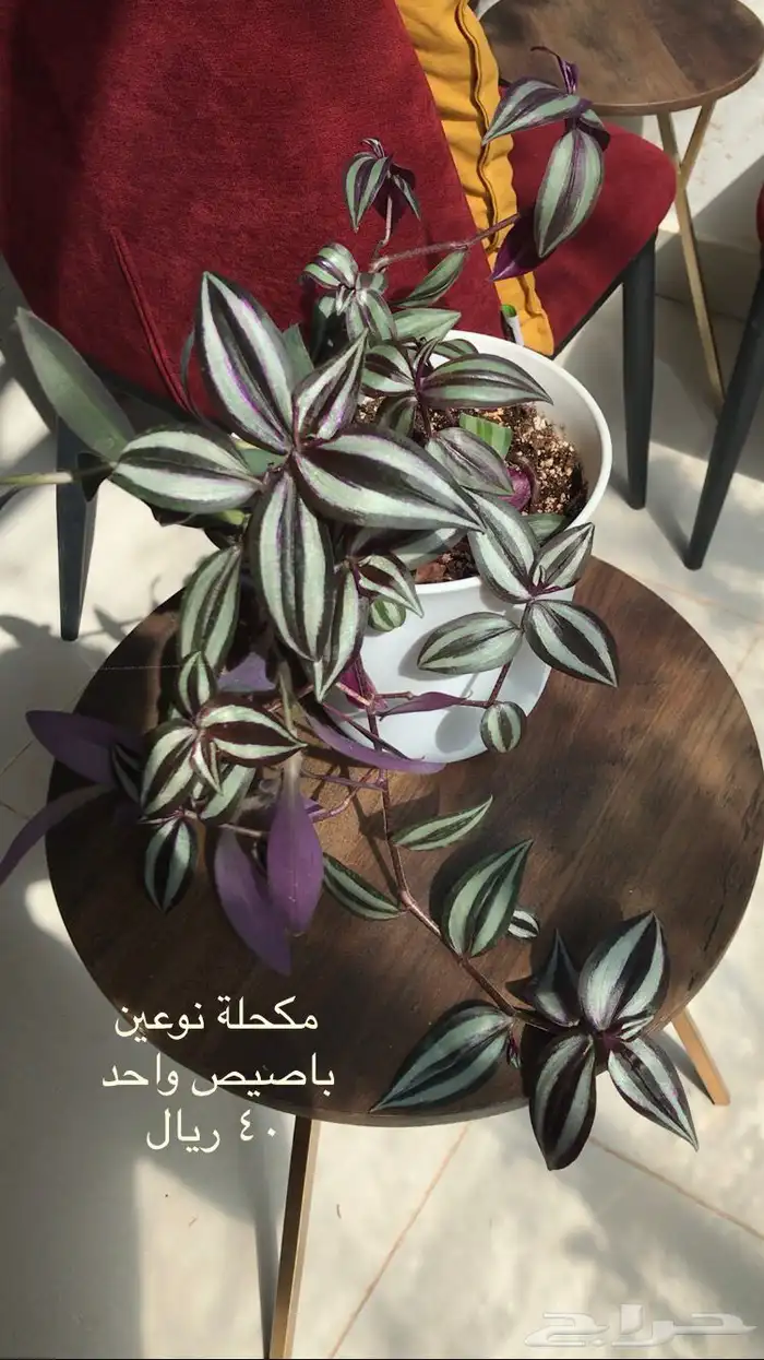 اشجار داخلية نبات داخلي اشجار 2