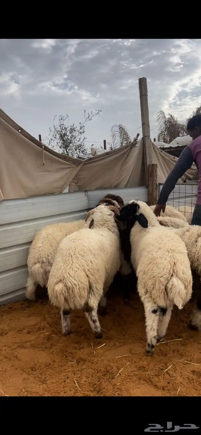 ذبايح نعيم مع الصلخ والتوصيل 6