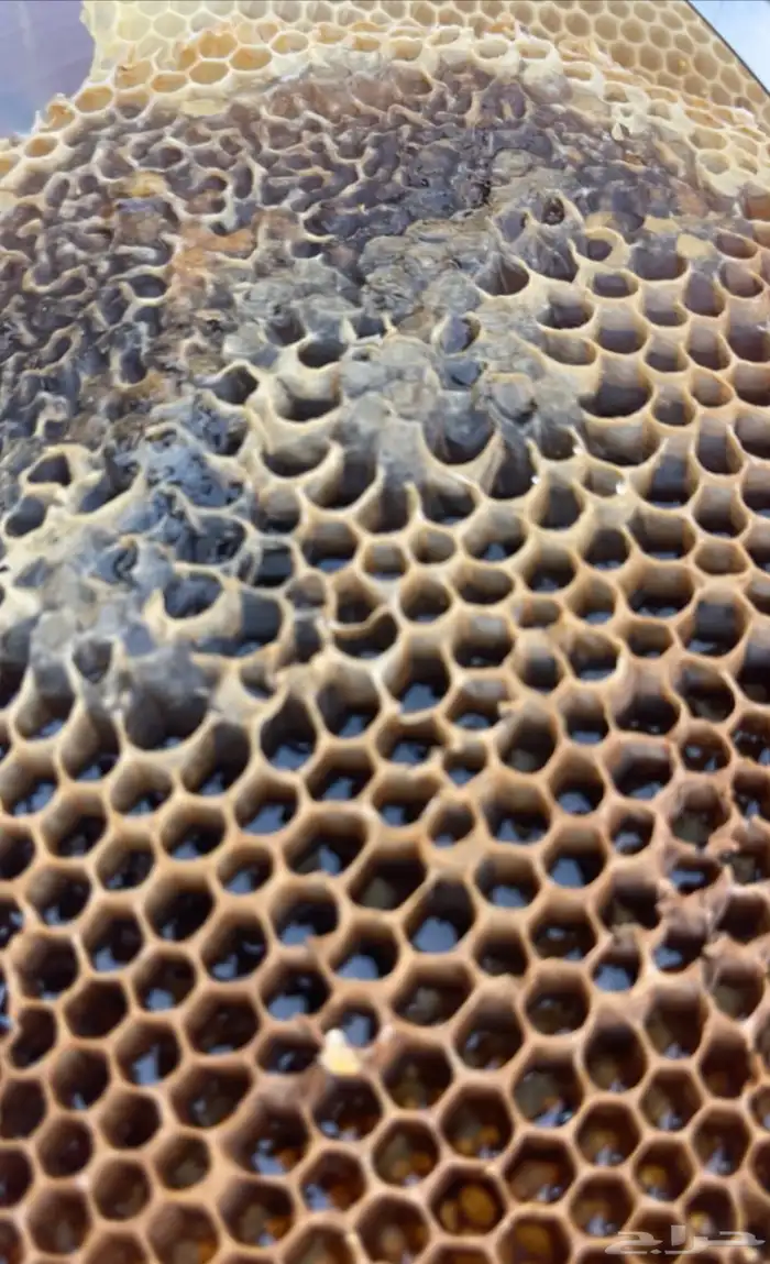 عسل بلدي جبلي صافي جديد من منحلي شخصي ا 25