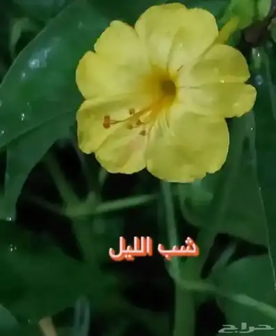 شتلات - اسمدة - مراكن - صيانة . 2