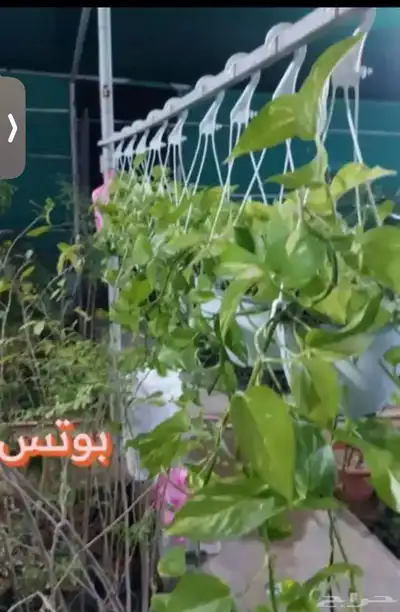 شتلات - اسمدة - مراكن - صيانة . 4