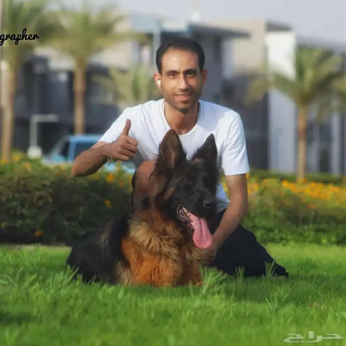 مدرب كلاب و استيراد جميع أنواع الكلاب 13