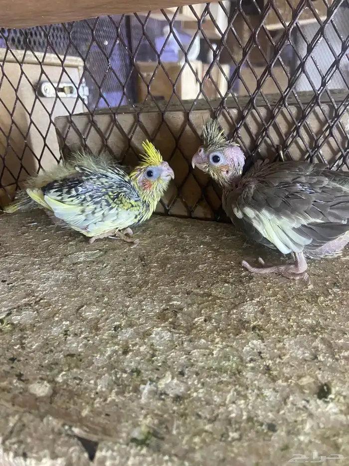 فروخ كروان غر (تم البيع) 1